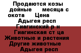 Продаются козы, дойные 1-2 месяца с окота.  › Цена ­ 9 000 - Адыгея респ., Гиагинский р-н, Гиагинская ст-ца Животные и растения » Другие животные   . Адыгея респ.